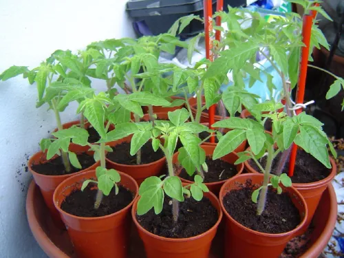 Tomato Mix